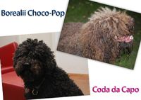 Coda da Capo und Borealii Choco- Pop